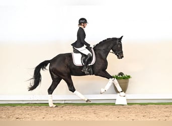 Westfaliano, Yegua, 3 años, 163 cm, Castaño oscuro