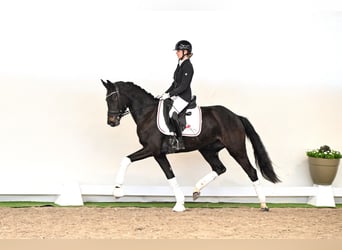 Westfaliano, Yegua, 3 años, 163 cm, Castaño oscuro