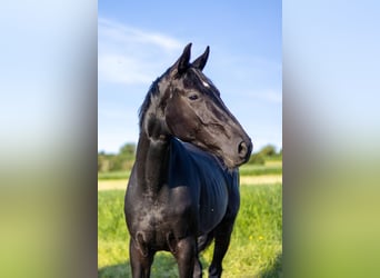 Westfaliano, Yegua, 3 años, 163 cm, Negro