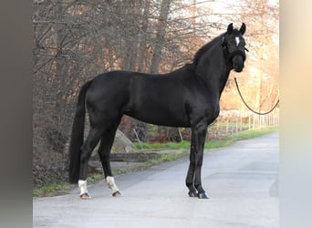 Westfaliano, Yegua, 3 años, 163 cm, Negro