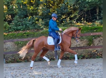 Westfaliano, Yegua, 3 años, 164 cm, Alazán