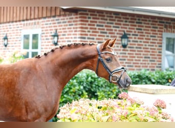 Westfaliano, Yegua, 3 años, 164 cm, Alazán-tostado