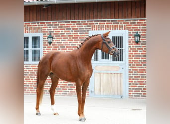 Westfaliano, Yegua, 3 años, 164 cm, Alazán-tostado