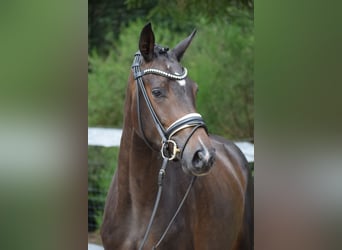 Westfaliano, Yegua, 3 años, 164 cm, Castaño