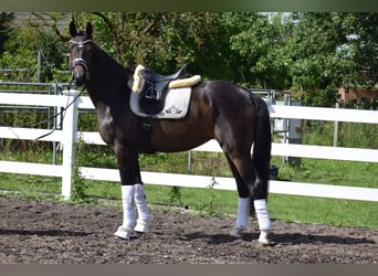 Westfaliano, Yegua, 3 años, 164 cm, Castaño