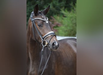 Westfaliano, Yegua, 3 años, 164 cm, Castaño