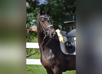 Westfaliano, Yegua, 3 años, 164 cm, Castaño