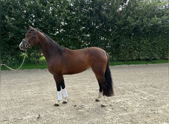 Westfaliano, Yegua, 3 años, 164 cm, Castaño