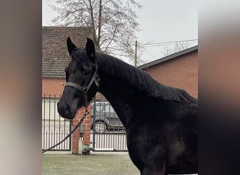 Westfaliano, Yegua, 3 años, 164 cm, Negro