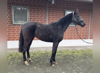 Westfaliano, Yegua, 3 años, 164 cm, Negro