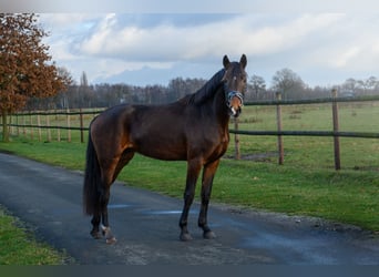 Westfaliano, Yegua, 3 años, 165 cm, Castaño oscuro