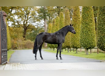 Westfaliano, Yegua, 3 años, 165 cm, Morcillo