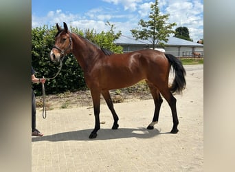 Westfaliano, Yegua, 3 años, 166 cm, Castaño