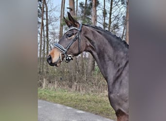 Westfaliano, Yegua, 3 años, 166 cm, Castaño