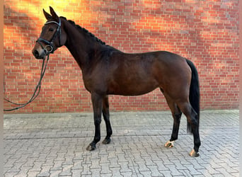 Westfaliano, Yegua, 3 años, 166 cm, Castaño oscuro