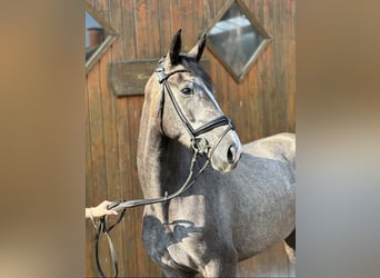 Westfaliano, Yegua, 3 años, 167 cm, Tordo