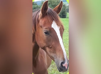 Westfaliano, Yegua, 3 años, 168 cm, Alazán-tostado