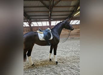 Westfaliano, Yegua, 3 años, 168 cm, Castaño