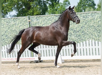 Westfaliano, Yegua, 3 años, 168 cm, Morcillo