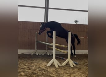 Westfaliano, Yegua, 3 años, 169 cm, Castaño