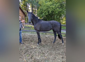 Westfaliano, Yegua, 3 años, 169 cm, Negro