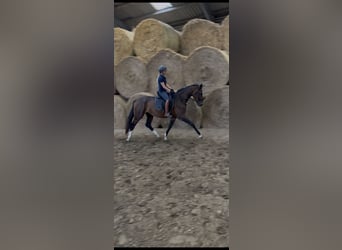 Westfaliano, Yegua, 3 años, 170 cm, Castaño