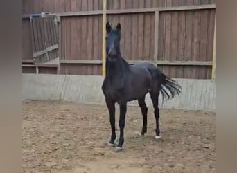 Westfaliano, Yegua, 3 años, 170 cm, Castaño oscuro