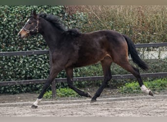 Westfaliano, Yegua, 3 años, 170 cm, Castaño oscuro