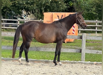 Westfaliano, Yegua, 3 años, 170 cm, Castaño oscuro