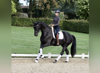 Westfaliano, Yegua, 3 años, 170 cm, Negro