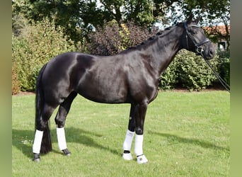 Westfaliano, Yegua, 3 años, 170 cm, Negro