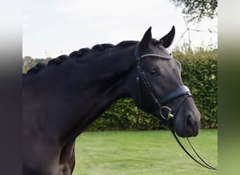 Westfaliano, Yegua, 3 años, 170 cm, Negro