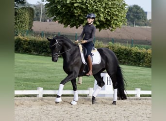 Westfaliano, Yegua, 3 años, 170 cm, Negro