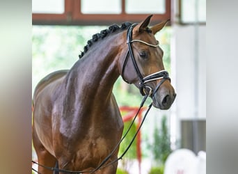 Westfaliano, Yegua, 3 años, 171 cm, Castaño