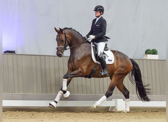 Westfaliano, Yegua, 3 años, 171 cm, Castaño