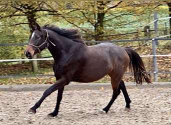 Westfaliano, Yegua, 3 años, 171 cm, Castaño