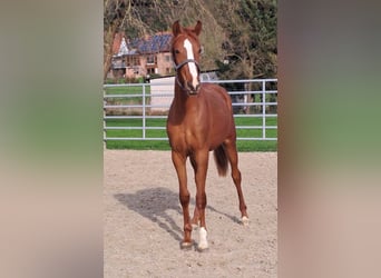 Westfaliano, Yegua, 3 años, 172 cm, Alazán