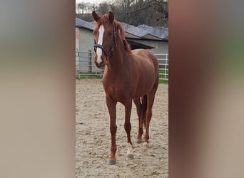 Westfaliano, Yegua, 3 años, 172 cm, Alazán