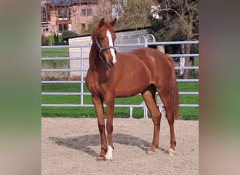 Westfaliano, Yegua, 3 años, 172 cm, Alazán