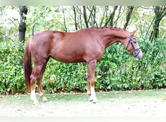 Westfaliano, Yegua, 3 años, 172 cm, Alazán