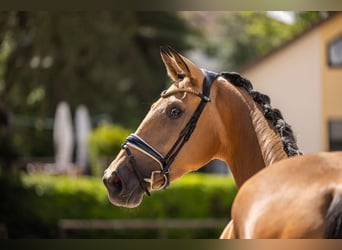 Westfaliano, Yegua, 3 años, 172 cm, Buckskin/Bayo