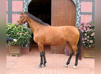 Westfaliano, Yegua, 3 años, 172 cm, Castaño