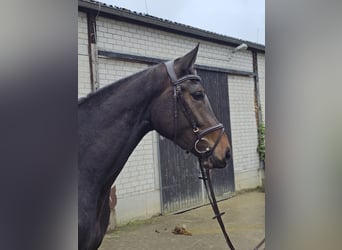 Westfaliano, Yegua, 3 años, 172 cm, Castaño oscuro