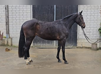 Westfaliano, Yegua, 3 años, 172 cm, Castaño oscuro