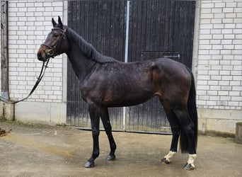 Westfaliano, Yegua, 3 años, 172 cm, Castaño oscuro