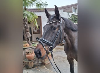 Westfaliano, Yegua, 3 años, 175 cm, Castaño oscuro