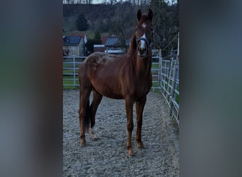 Westfaliano, Yegua, 3 años, Alazán