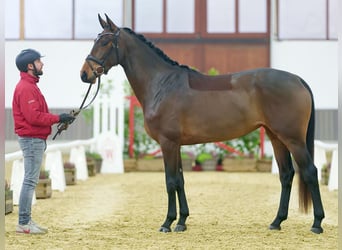 Westfaliano, Yegua, 3 años, Castaño