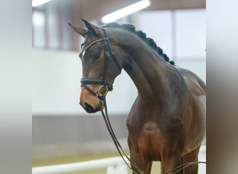 Westfaliano, Yegua, 3 años, Castaño