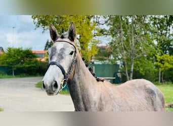 Westfaliano, Yegua, 3 años, Tordo